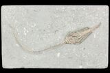 Crinoid (Macrocrinus) Fossil - Crawfordsville, Indiana #87964-1